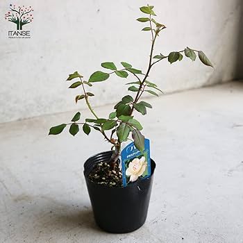 Amazon.co.jp: 薔薇の苗